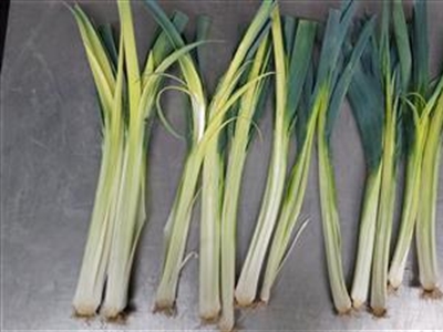 Rooien voor frigobewaring en winterprei zaaien