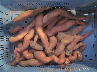 Valobat: Valorisatie van lokale reststromen bataat