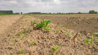 Onkruidbestrijding in de aardappelteelt voorjaar 2024