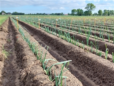 Prei planten tussen de buien door