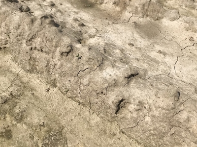 Aandacht voor bodem en roestbestrijding in prei