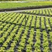 Proefveldbezoek Sierteelt op containerveld - Destelbergen