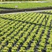 Proefveldbezoek Sierteelt op containerveld - Destelbergen