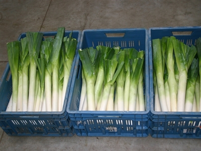 Prei rassenproef zomer