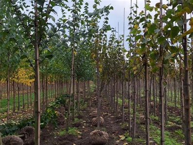Aanplant klimaatbomen in Damme