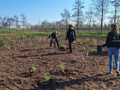 Aanplanten van houtige sierplanten in het kader van SIER+