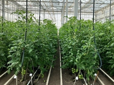 Proefveldbezoek biogroenten onder bescherming - Kruisem