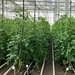 Proefveldbezoek biogroenten onder bescherming - Kruisem