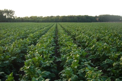 Waarschuwing aardappelziekte BIO - 20/05/2025
