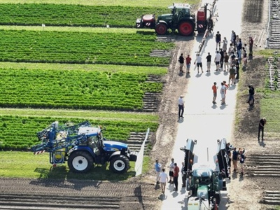 Proefveldbezoek openluchtgroenten - Kruisem