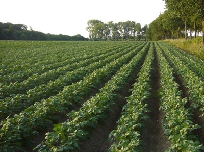 Wandelvoordracht Akkerbouw - Bekkevoort