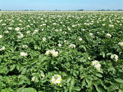Gezien in het veld: droogte heeft impact