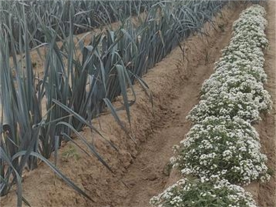 'Lobularia maritima' als bankerplant voor natuurlijke vijanden tegen trips
