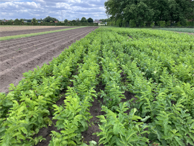 Najaarszaai pastinaak biedt potentieel