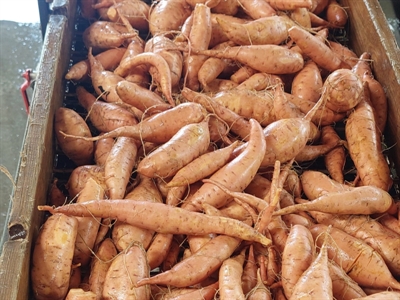 Eerste tussentijdse oogst van bataat