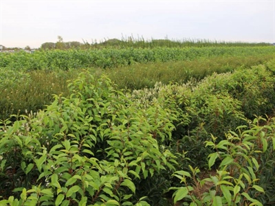 Bezoekdag demoplatform bos- en sierboomkwekerij 2025 - Wetteren