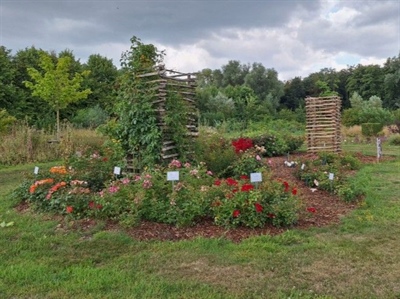 Excellence Roses: Duurzame rozen met bewezen kwaliteit