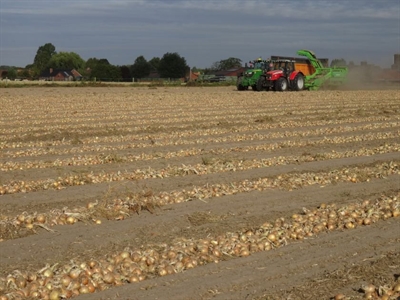 Uienoogst op twee snelheden