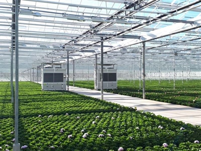 Bedrijfsbezoek rond nieuwe technologieën in glassierteelt - 's Gravenzande (Nederland)