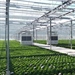 Bedrijfsbezoek rond nieuwe technologieën in glassierteelt - 's Gravenzande (Nederland)