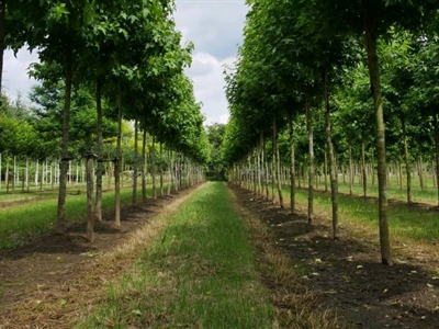 Inspiratiedag biologisch telen - Nederhemert/Sint-Oedenrode (Nederland)