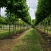 Inspiratiedag biologisch telen - Nederhemert/Sint-Oedenrode (Nederland)
