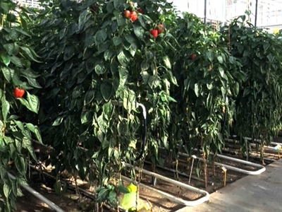 Biopaprika 2°C kouder telen: Alzamora houdt stand