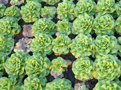 Biomiddelen getest tegen Botrytis in kropsla