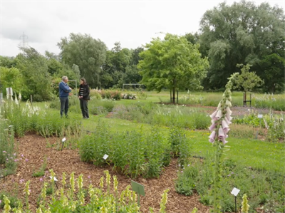 Van Droom tot Tuin: onderzoek naar bestuivervriendelijke vaste planten