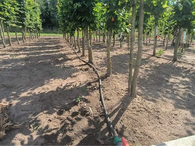 Eindresultaten van 4-jarig project rond optimalisatie van irrigatie in de vollegrondssierteelt