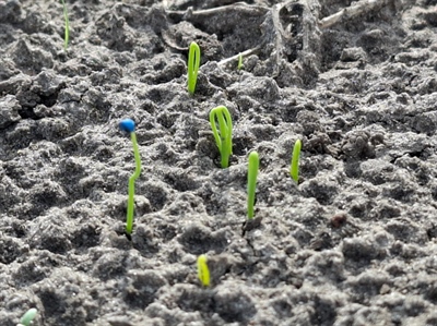 BEDEBU: Beheersing van delia's in de teelt van bonen en uien