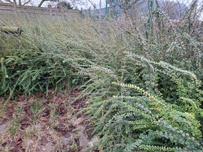 Nieuwe erkenningen voor Fox 480 SC en Spruzit HP en uitbreiding voor Soriale