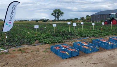 Mooie opbrengsten voor bataat in 2025