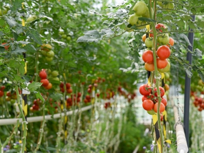 Vacature: proefveldmedewerker groenten (onder bescherming)