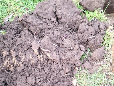 Velddag regeneratieve landbouw: bodemzorg in actie! – Rumbeke-Beitem