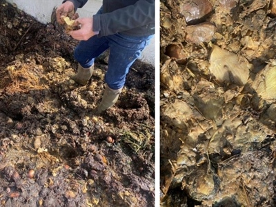 Praktijkdemonstratie Bokashi maken met prei – Kruisem