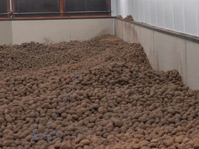 Goede frietkleur, maar toenemende kieming