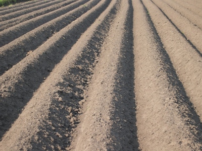 Onkruidbestrijding aardappelen voorjaar 2026