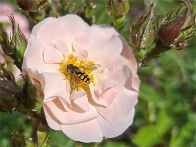 Sierplanten met functionele meerwaarde voor voeding en ecosysteem
