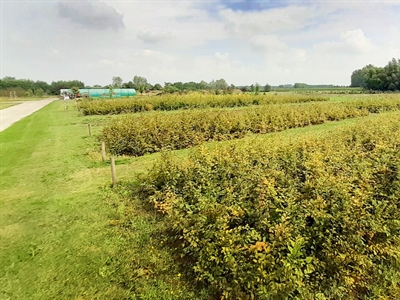 CLOSECYCLE: kringlopen sluiten met producten uit organische reststromen op regionaal niveau