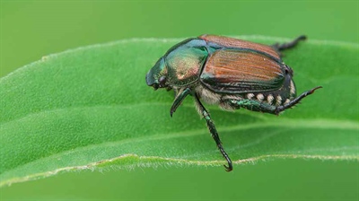 Artikel Beware & Note: melding en detectie van plantschadelijke organismen