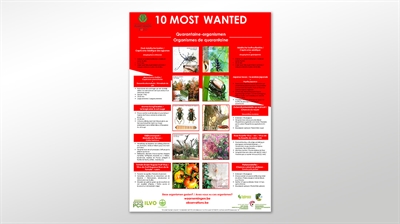 Poster '10 most wanted quarantaine organismen'