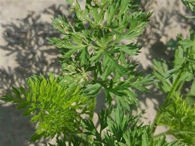 Onkruidbestrijding in wortelen steeds grotere uitdaging