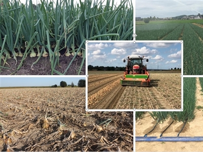 Studienamiddag 'Uien telen in een veranderend klimaat' kent groot succes