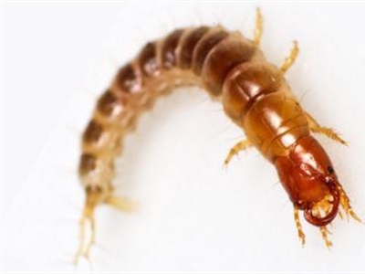 Natuurlijke vijanden van koolvlieg