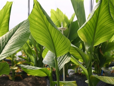 CURCOL: Curcuma based sustainable colours