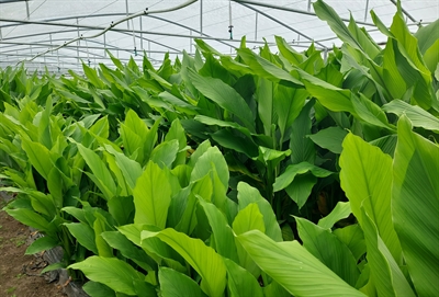 Information on cultivation of turmeric
