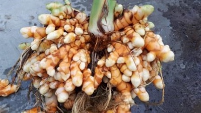 Eerste oogst van Vlaamse bio-kurkuma en bio-gember
