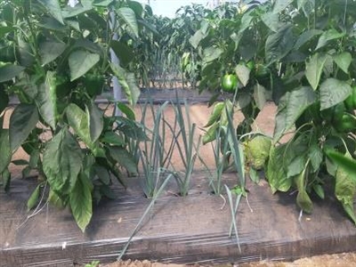 Tussenteelt van prei in paprika’s tegen bladluizen