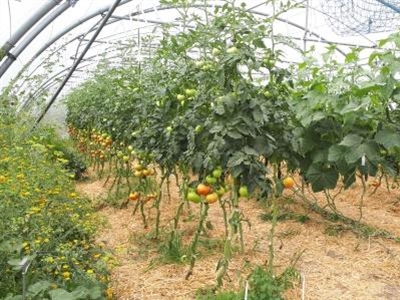 Poster ZEROPHYTO project Interreg FWVL